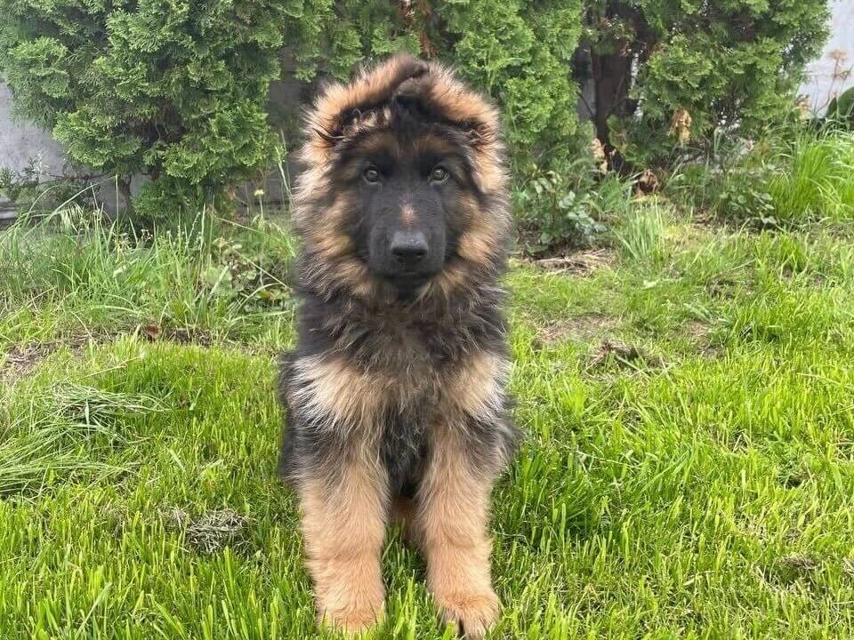 Гарні клички для німецьких вівчарок хлопчиків