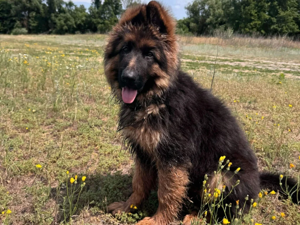 Цуценя німецької вівчарки хлопчик